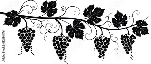Grapevine silhouette vector, black vine art, grape clusters design, decorative leaf tendrils, elegant botanical ornament, wine theme illustration, nature element