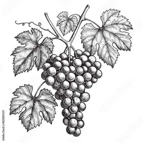 Vintage illustration of a grape bunch on a vine. Detailed hand-drawn sketch in a classic engraving style. Black and white vector graphic
