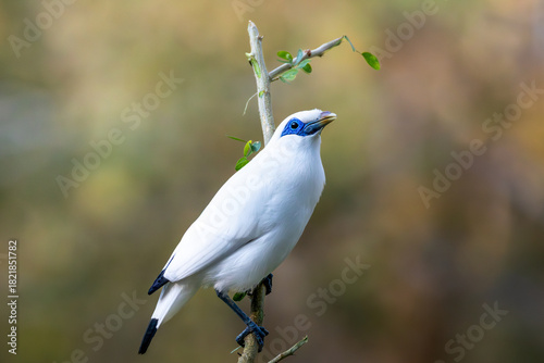 Critically endangered Bali Myna (Leucopsar rothschildi) photographed in its natural habitat, showing its bright white plumage, blue facial skin, and distinctive crest.