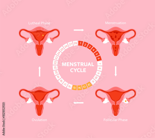 Menstrual cycle educational diagram with phases illustration. Menstruation, follicular phase, ovulation, luteal phase anatomy infographic for womens health, fertility tracking and medical education.