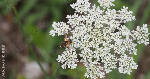 (Ectophasia crassipennis)  Broad-winged tachinid fly or twist-winged parasite fly on a flower of an European wild carrot (Daucus carota) growing  along a path of Black-Forest in southern Germany
