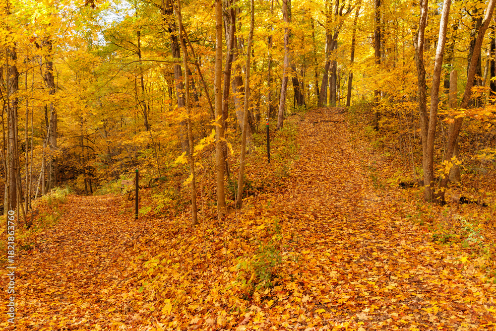 Fototapeta premium Two hiking trails within Pike Lake Unit, Kettle Moraine State Forest, Hartford, Wisconsin converge into on under the colorful autumn gold of the overhead maples in late October