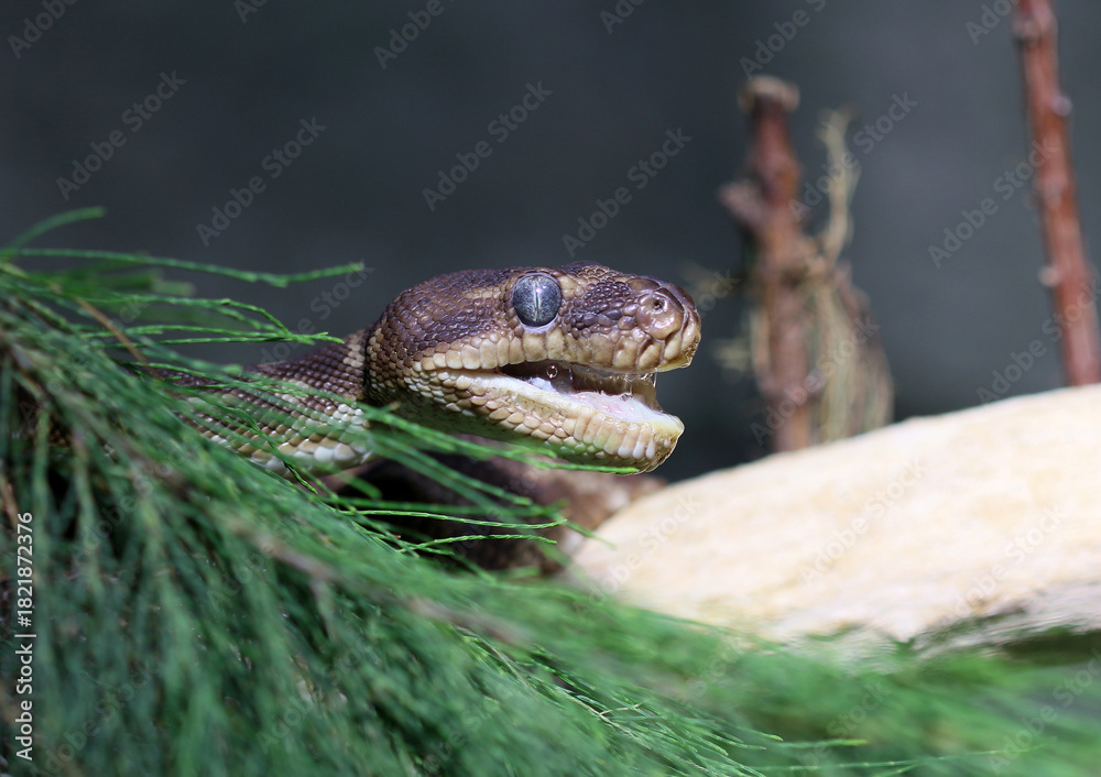 Fototapeta premium Rauschuppenpython - Rough-scaled python