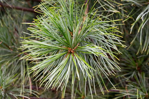 Green cedar, close-up, background