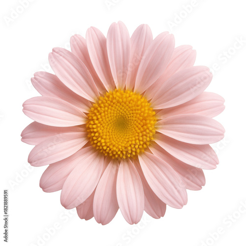 Radially symmetrical aster with soft pink petals and a yellow center.