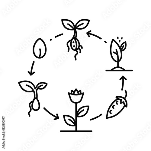 Plant life cycle diagram showing seed germination and growth stages
