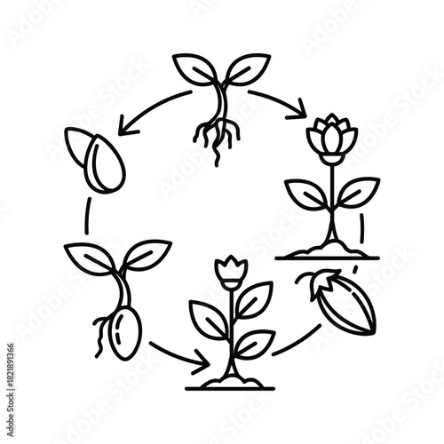 Outline icon illustrating the complete life cycle of a plant or flower