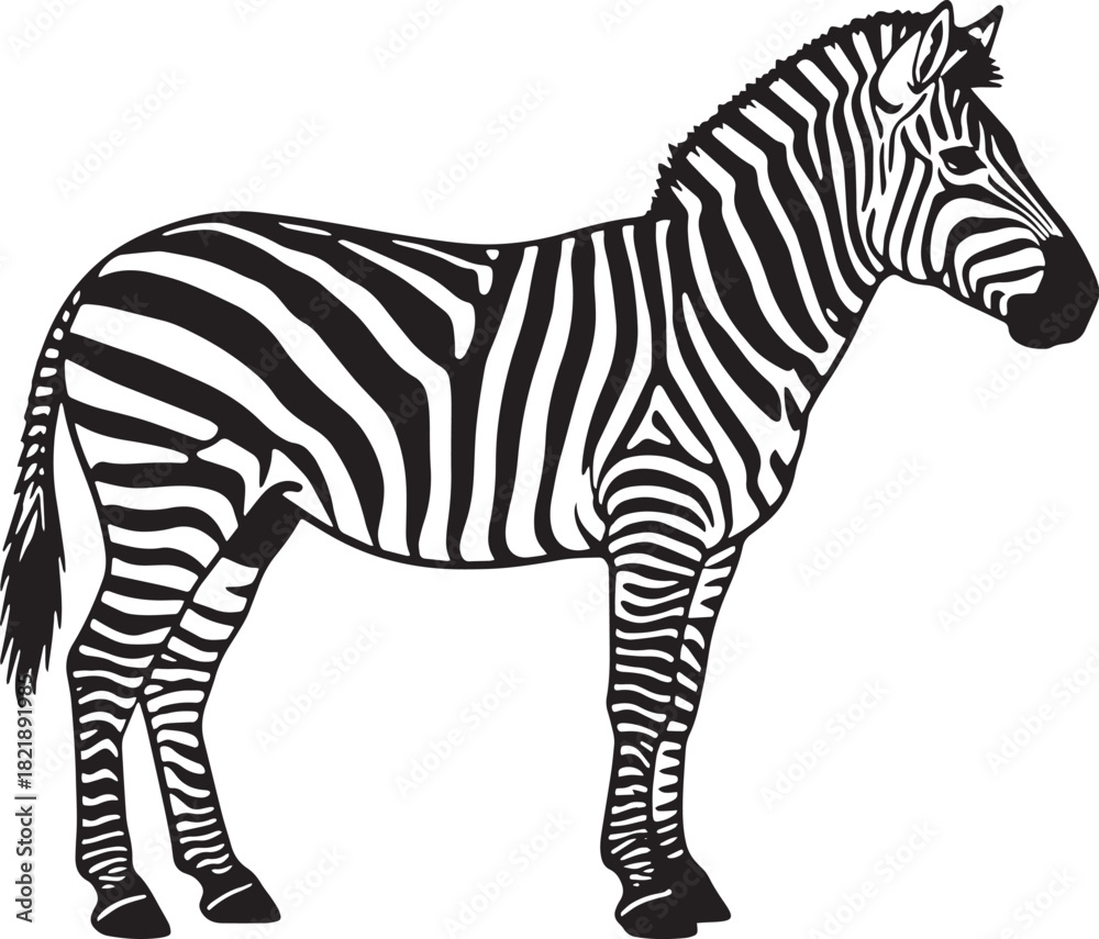 Fototapeta premium Zebra