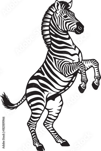 Zebra