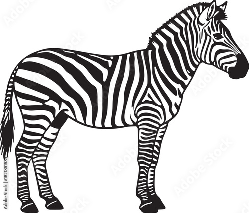 Zebra
