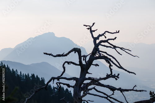 The twisted, skeletal branches of a dead tree create a powerful silhouette against the soft, hazy blue outline of Dobratsch mountain and the Karawanks range at twilight, seen from Graslitzen, Austria.