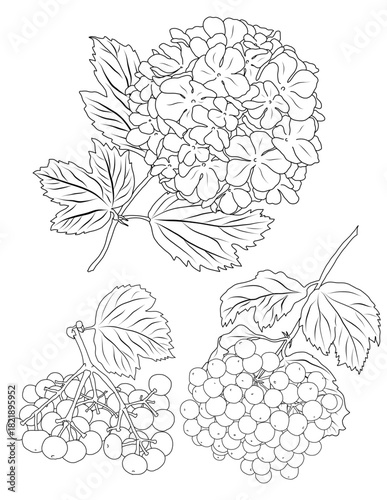Viburnum flower and berries pen-and-ink