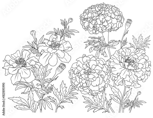 Africam Marigolds double and simple