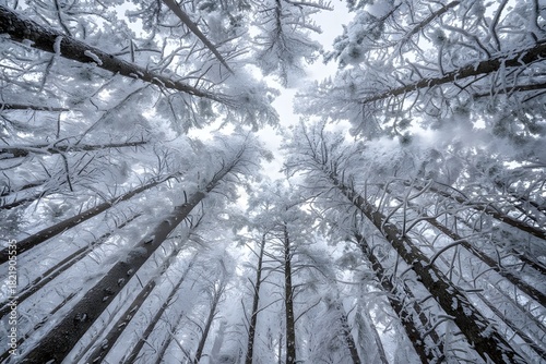 Snowy tree tops