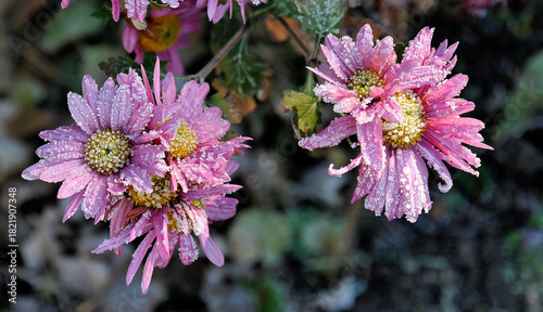 Pastel-colored asters with large petals in the garden. Frozen blossoms in the side light of the early morning. In late autumn, the sun melts the frost and lends the scene a delicate, poetic atmosphere