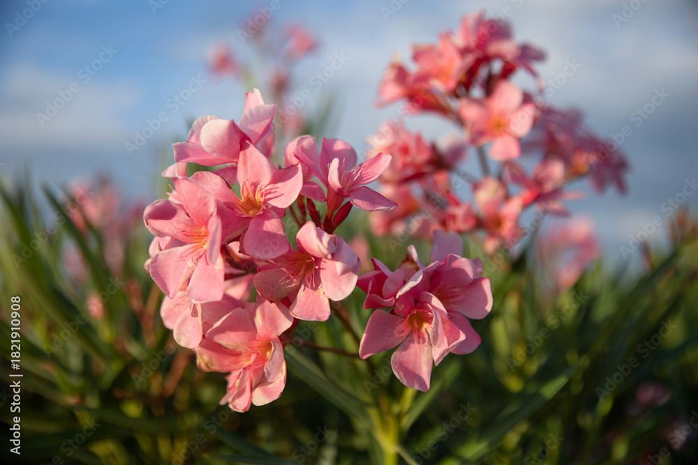 Obraz premium A branch of blooming pink oleander against the sky in soft warm light