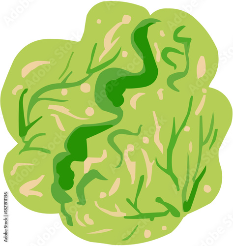 Salade iceberg Illustration vectorielle colorée d'un fruit  ou d'un légume.. Parfait pour jus, smoothies, cocktails, emballage de produits estivaux ou recettes de cuisine..