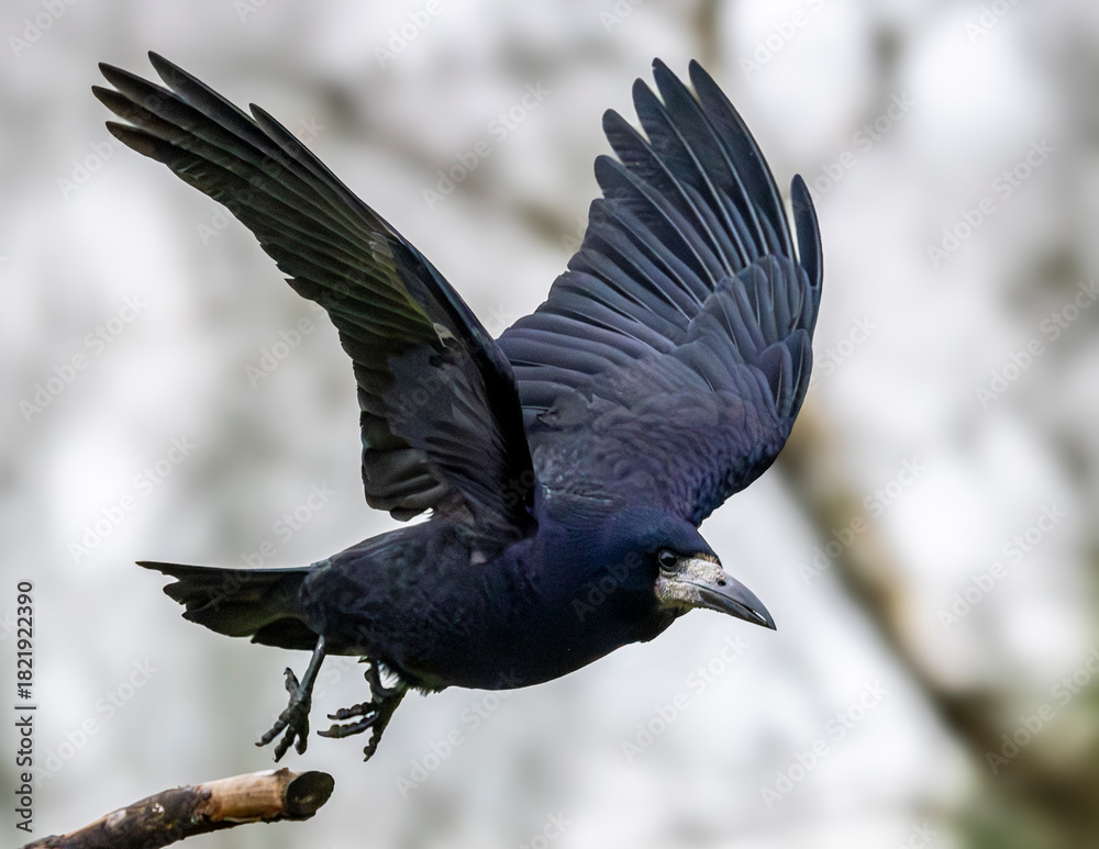 Obraz premium Corvid activity. A rook taking off from its perch.