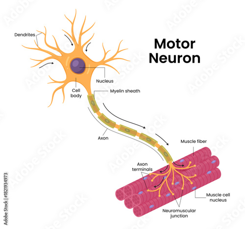  Vector illustration of a motor neuron