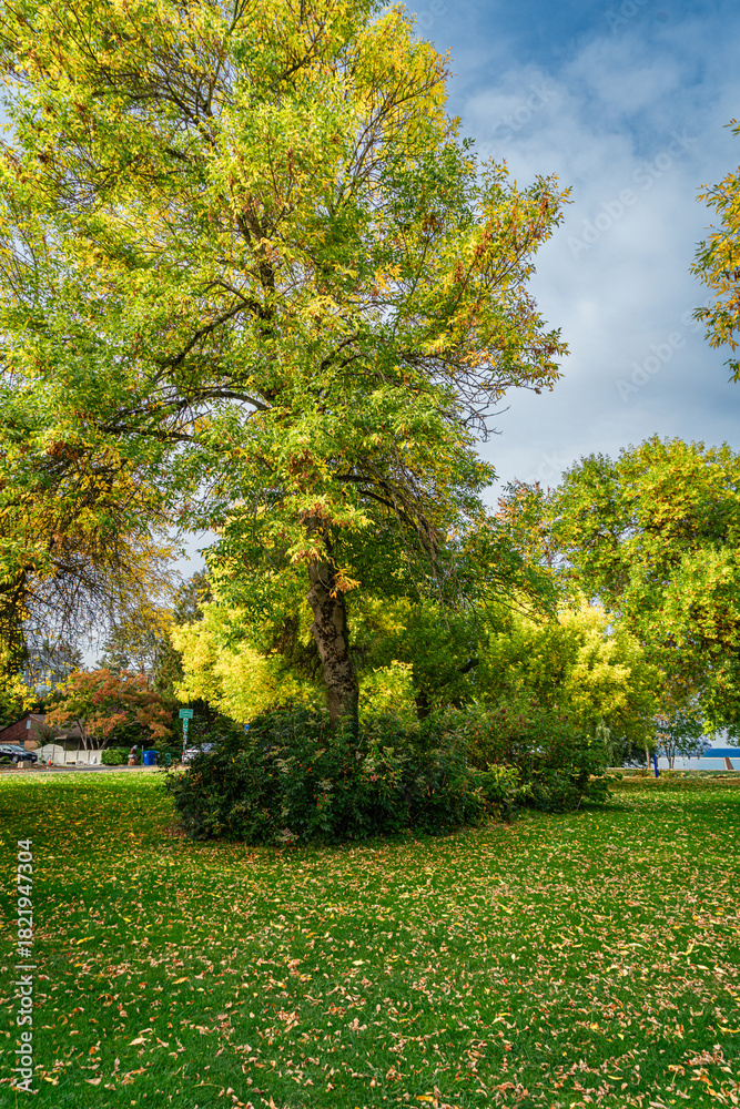 Naklejka premium Lake Park Fall Landscape 3