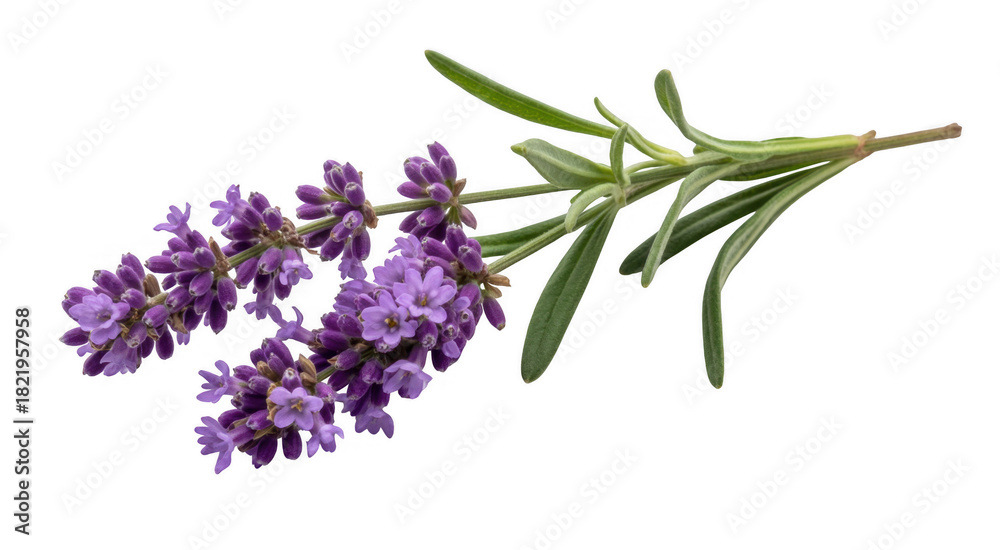 Fototapeta premium Lavender sprig with purple flowers and green leaves isolated on a transparent background