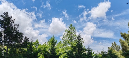 Canvastavla Treetops Against a Blue and Cloudy Sky