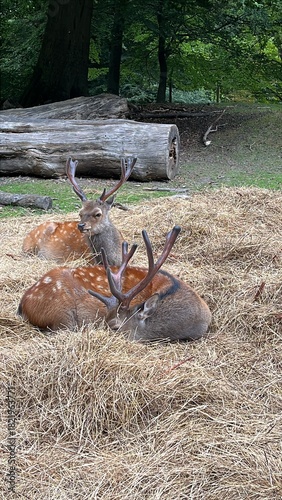 deer in the forest