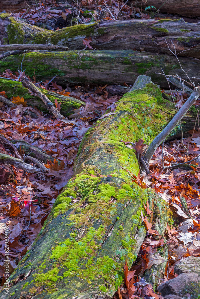 Fototapeta premium moss on a tree