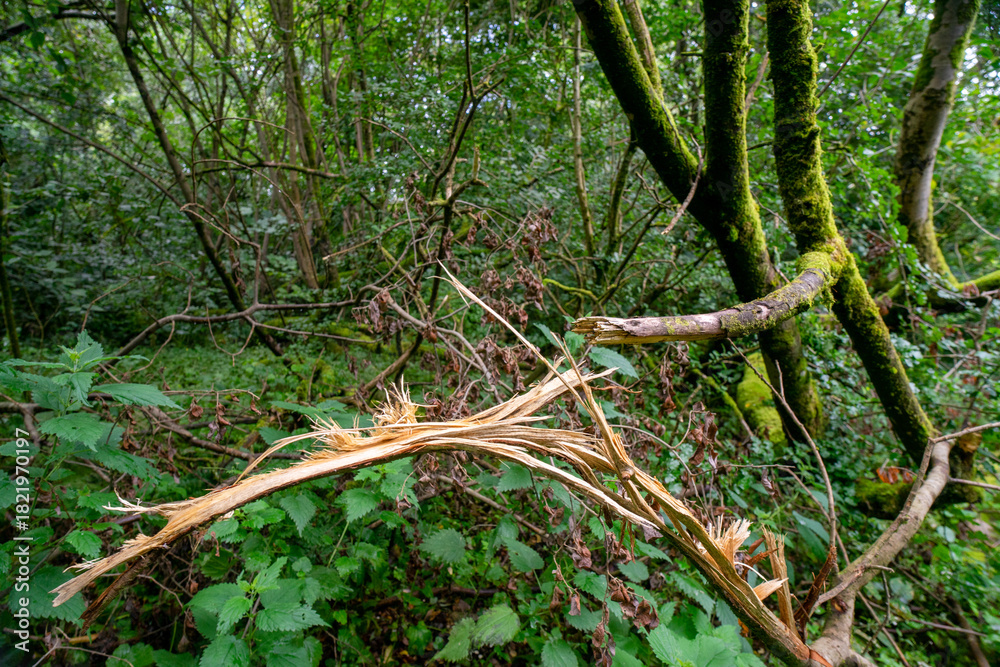Fototapeta premium Durrockstock Park, Paisley. Scotland, UK. A Local Nature Reserve which is a refuge for wildlife. An old reservoir provides a variety of habitats for birds and amphibians. A former industrial area.