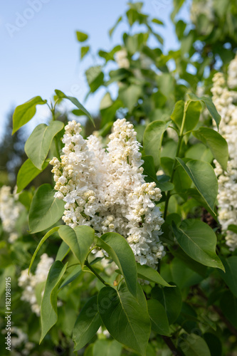 White lilac blossoms in full bloom with lush green leaves on a sunny day
