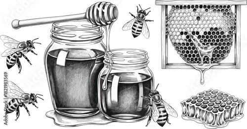 Detailed Vector Engraving Illustration of Honey Jars, Dipper, Bees, and Honeycomb, Representing Natural Food, Beekeeping, and Sweetness.