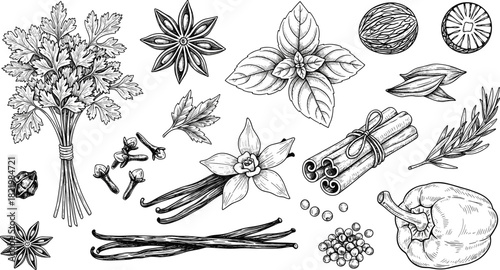 Vintage Engraving Style Vector Collection of Herbs and Spices, Including Parsley, Vanilla, Cinnamon Sticks, Star Anise, and Pepper for Cooking and Food Design.