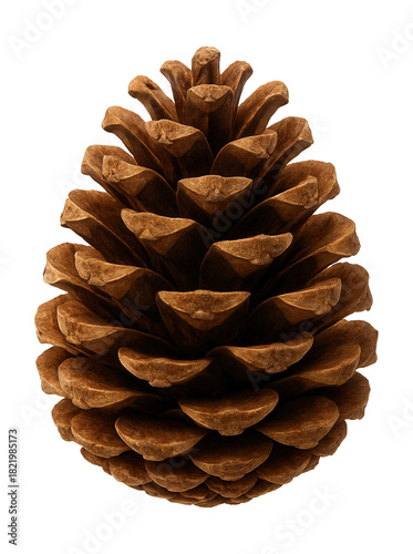 Cone with layered, woody scales in a rich brown color.