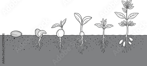 Vector Illustration of the Germination and Growth Process of a Plant from Seed to Mature Seedling, Ideal for Educational and Scientific Diagrams.