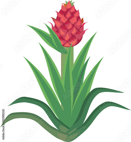 Pineapple plant (Ananas comosus) with bright pink inflorescence and green leaves isolated on white background	