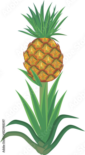 Pineapple plant (Ananas comosus) with ripe pineapple fruit and green leaves isolated on white background