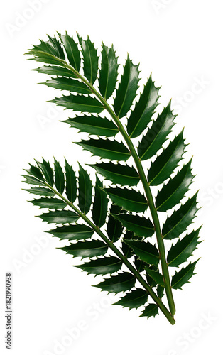 Stiff, pinnate leaves with thorny leaflets from the Encephalartos plant.