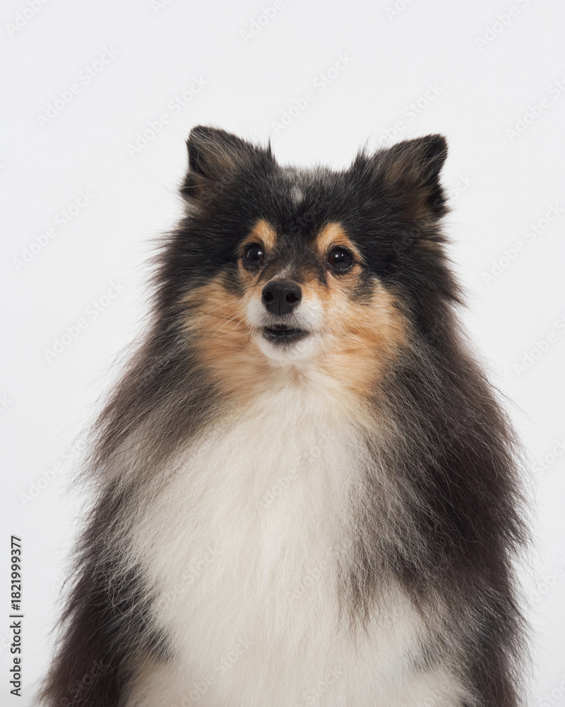 Obraz premium A long-haired sheltie turns its head to the side. Its alert face and symmetrical features are clearly visible.