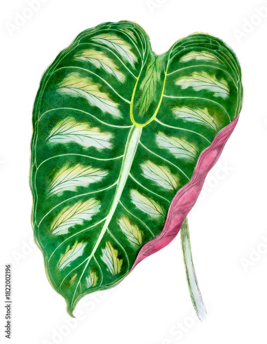 Cuadro en lienzo Colorful leaf illustration isolated on white background