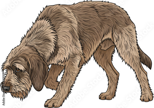 Griffon Nivernais dog crouched sniffing stance working pose