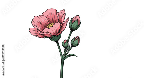 A beautiful hand-drawn botanical illustration of a single pink cosmos flower with several buds on a stem, isolated on white.