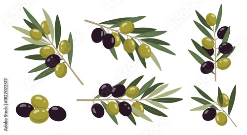 A collection of various hand-drawn olive branches with clusters of green and black olives, isolated on a clean white background.
