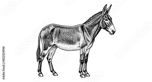 Detailed engraving of a donkey in vintage style