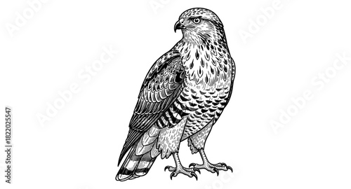 Detailed falcon drawing with detailed feather patterns