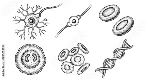 Detailed hand-drawn anatomy of microscopic cellular structures and dna strand