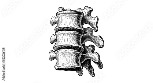 Detailed anatomical spine drawing with vintage engraving style