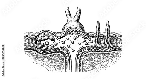 Detailed cross-section of neuron synapse in black and white stipple art style