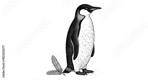 Black and white penguin with feather in engraved style