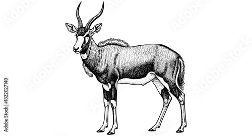 Detailed ink drawing of standing antelope with curved horns