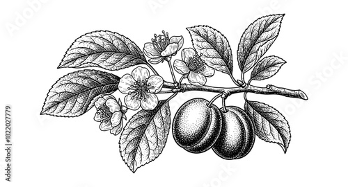 Detailed botanical drawing of plum branch with blossoms and leaves